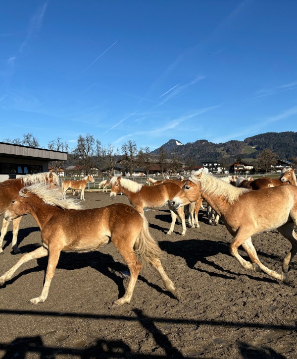 Blogbeitrag - Österreich - Fohlenhof Ebbs