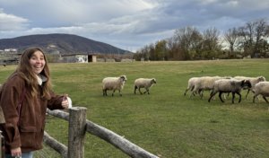 Blogbeitrag Österreich - Wien und Graz