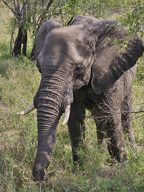 elefant-suedafrika