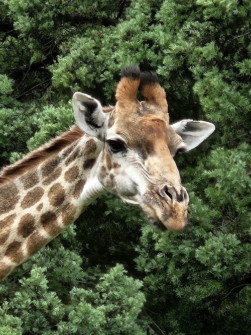 giraffe-suedafrika