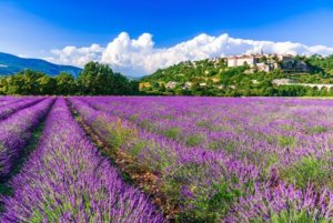 gruppenreise provence