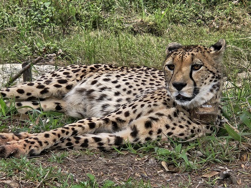 leopard-suedafrika